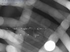 Webcam Lazise, Quellenhof Resorts